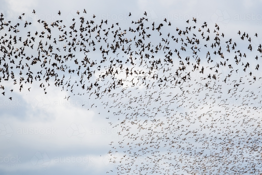 A murmuration of starlings - Australian Stock Image