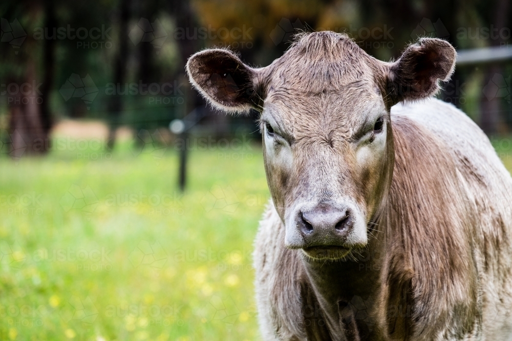 A Murray Grey Cow in Green Field, mid shot looking into camera - Australian Stock Image