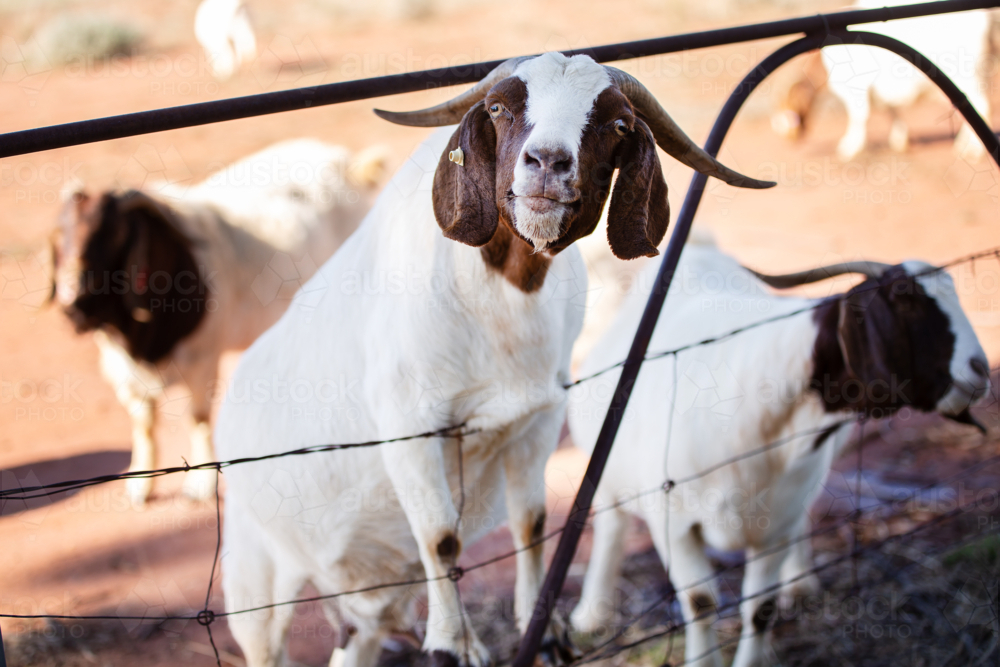 A nanny goat looking through a gate - Australian Stock Image
