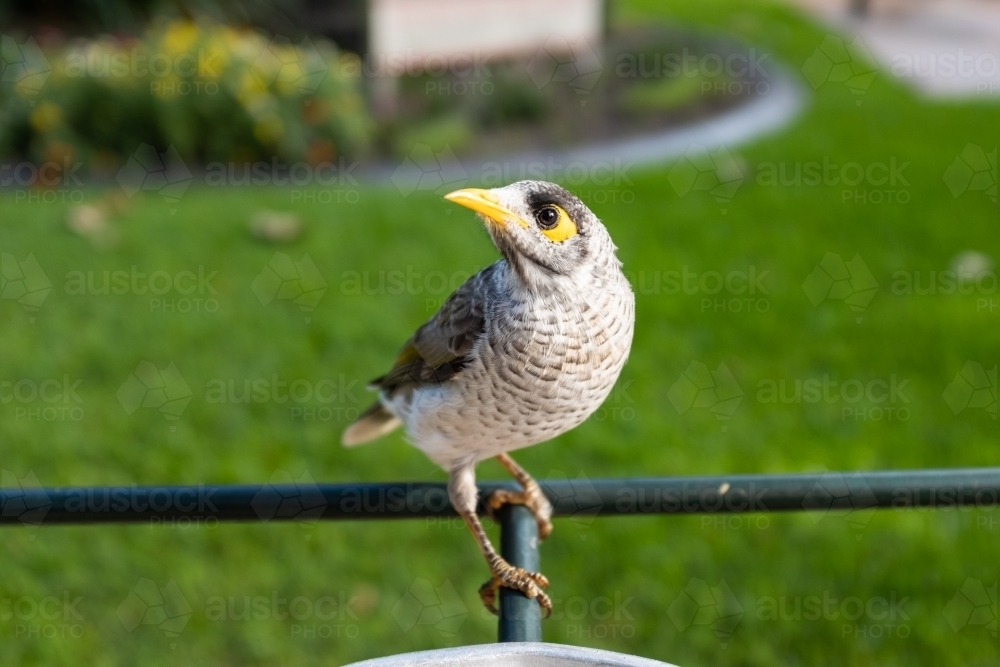 Image Of A Native Australian Noisy Miner Bird Manorina Melanocephala image-of-a-native-australian-noisy-miner-bird-manorina-melanocephala