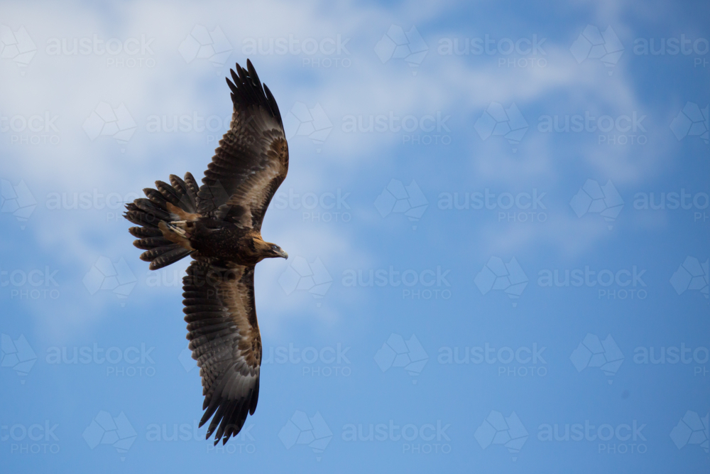A native wedge tailed eagle in flight near Alice Springs, Northern Territory, Australia - Australian Stock Image