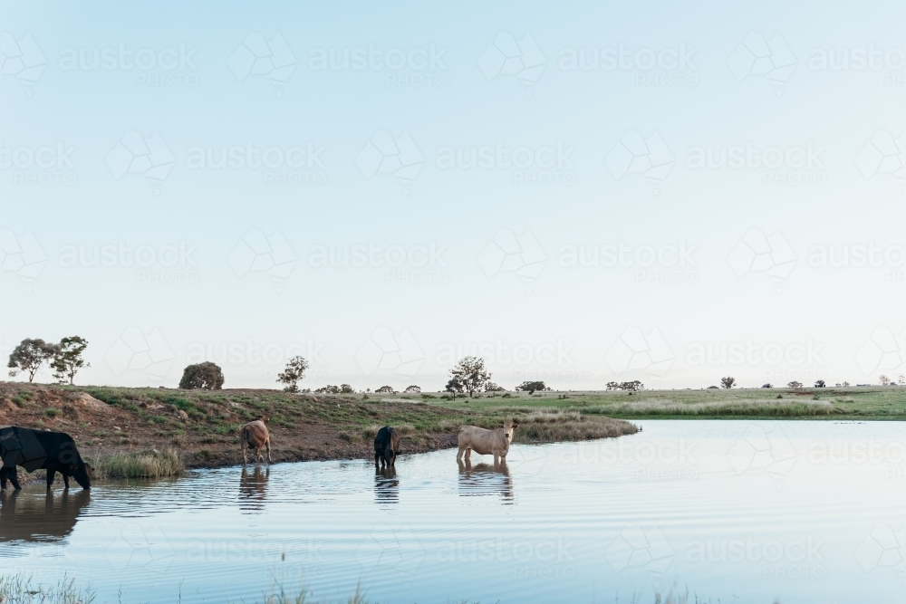 A number of cows standing in a dam in grassy field. - Australian Stock Image