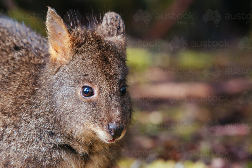 A Pademelon looks for food near Cradle Mountain, Tasmania, Australia - Australian Stock Image