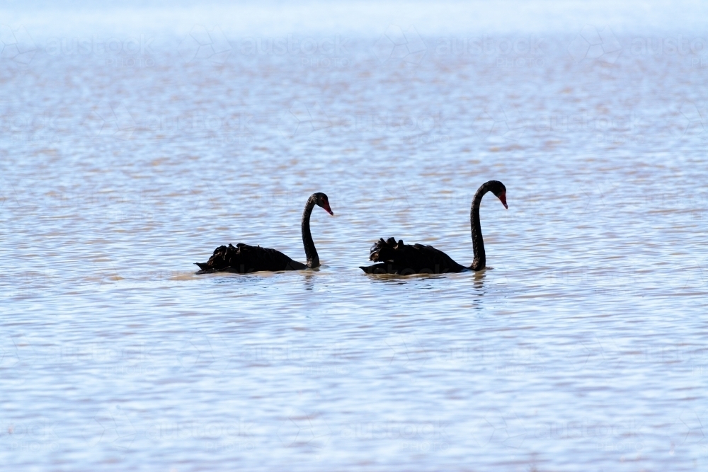 A pair of black swans on a blue lake - Australian Stock Image