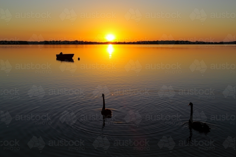 A pair of Black Swans silhouetted on water at golden sunrise - Australian Stock Image