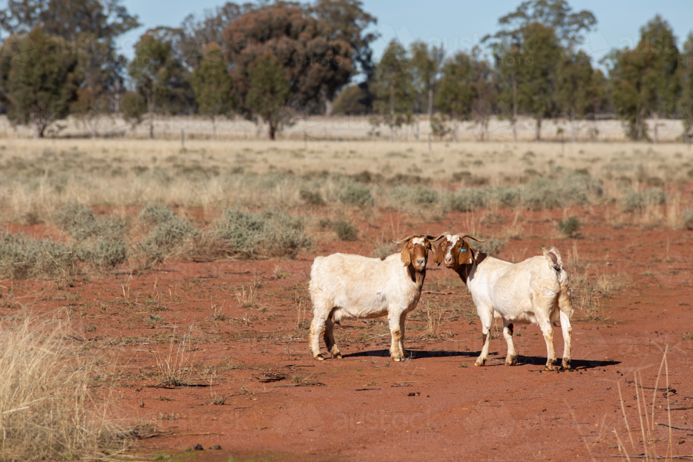 A pair of boer goats in a paddock - Australian Stock Image