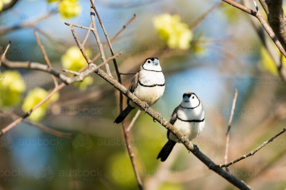 A pair of Double Barred Finches on a branch with blurred blossom in the background - Australian Stock Image