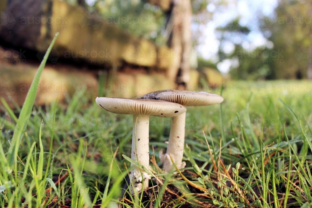 A pair of fungi growing out of the lawn - Australian Stock Image