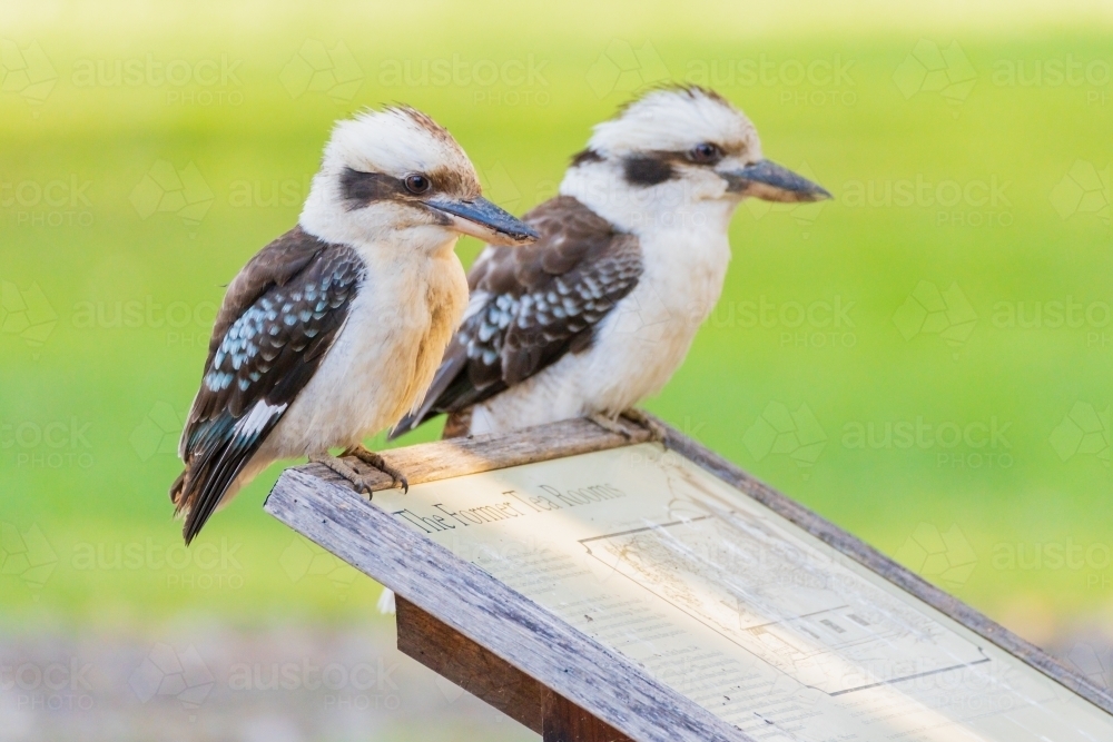 A pair of kookaburras sitting on the top of a  sign - Australian Stock Image