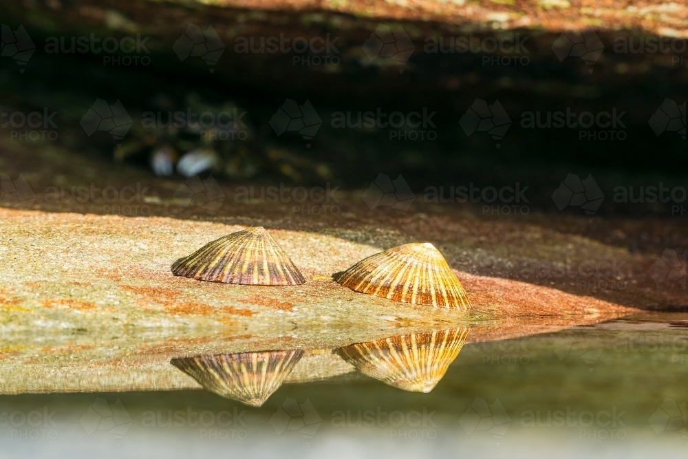 A pair of limpet shells on a rock with their reflection in a rock pool - Australian Stock Image