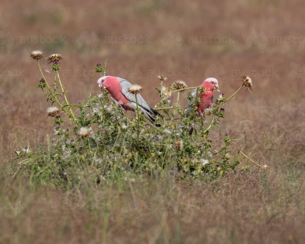 A pair of pink and grey Galahs feeding on seed heads in the middle of a field - Australian Stock Image