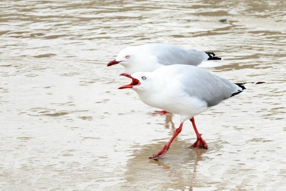 A pair of silvergulls or seagulls behaving aggressively - Australian Stock Image