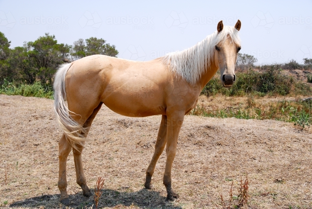 A palomino horse with white mane and tail on dry farm land - Australian Stock Image