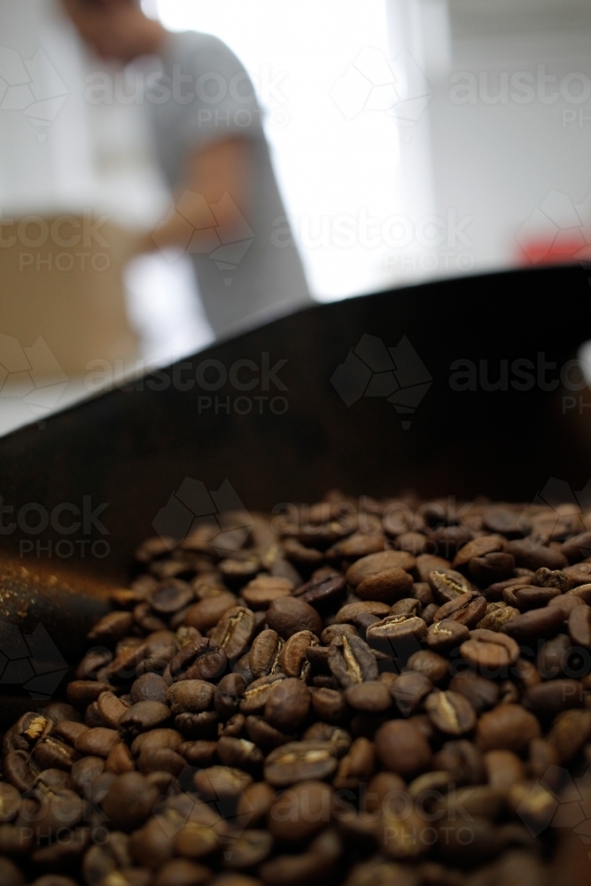 A pan of roasted coffee beans - Australian Stock Image