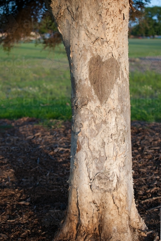 A paperbark tree with a heart etched into it - Australian Stock Image