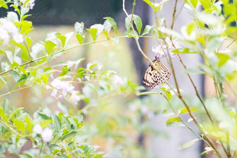 a paperkite butterfly feeding off a flower - Australian Stock Image