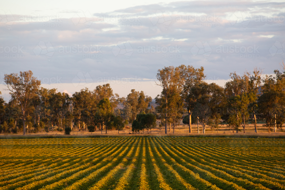 A peanut crop in the afternoon - Australian Stock Image