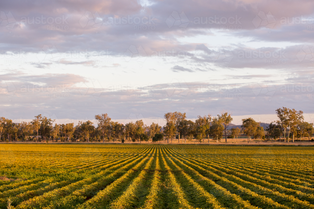 A peanut crop in the late afternoon light - Australian Stock Image