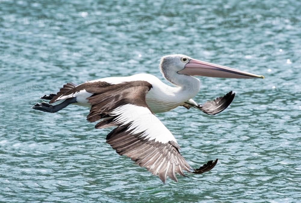 A pelican flying close to the water with its wings curled up - Australian Stock Image
