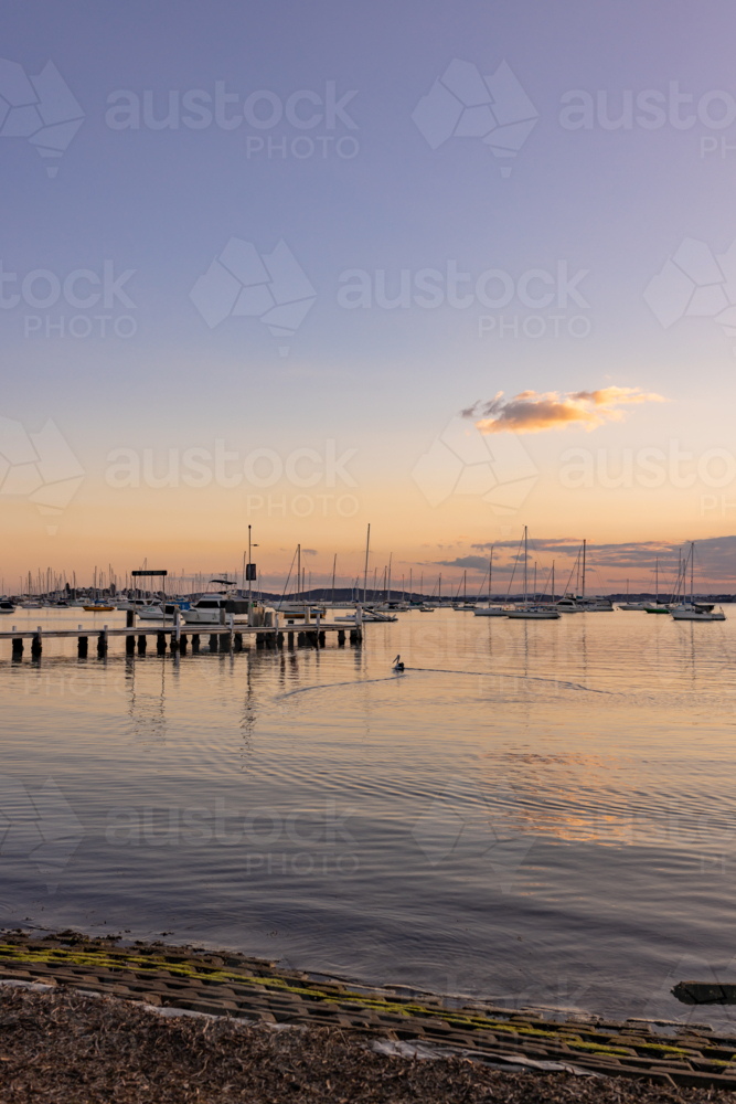 A pelican gliding across the water towards the Belmont Jetty at sunset - Australian Stock Image