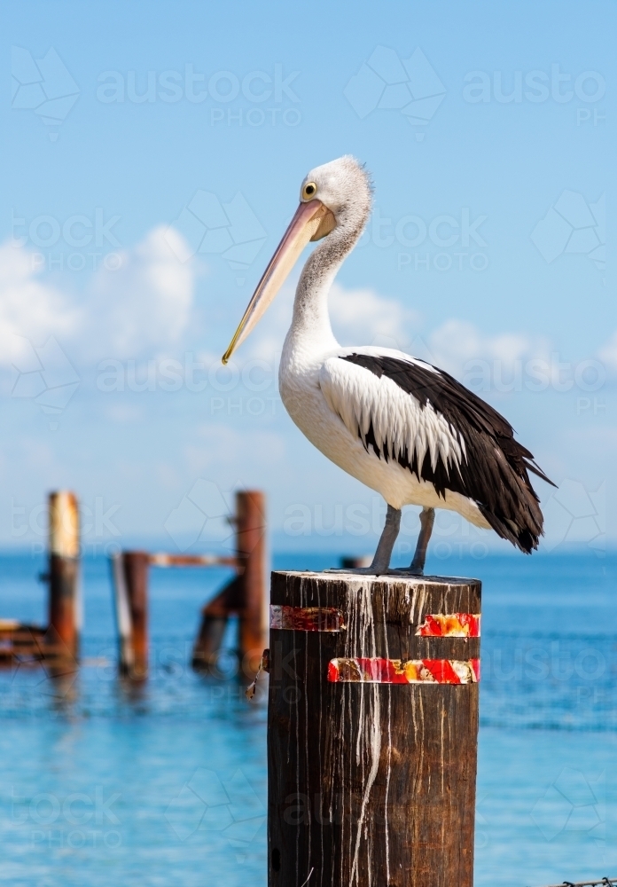 A Pelican on a Pole in the Water - Australian Stock Image