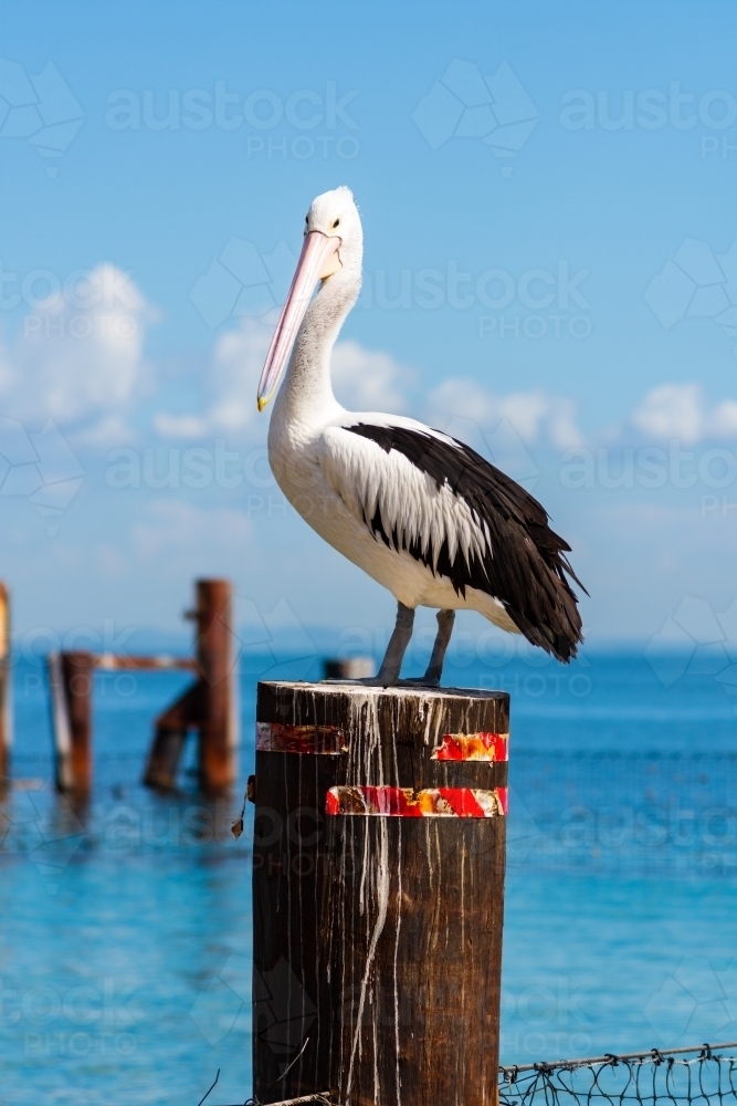 A Pelican on a Pole in the Water - Australian Stock Image
