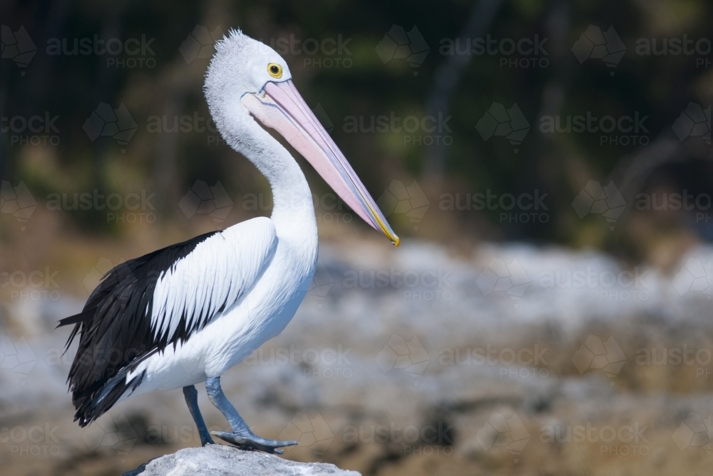 A Pelican standing on a rock with a blurred background - Australian Stock Image