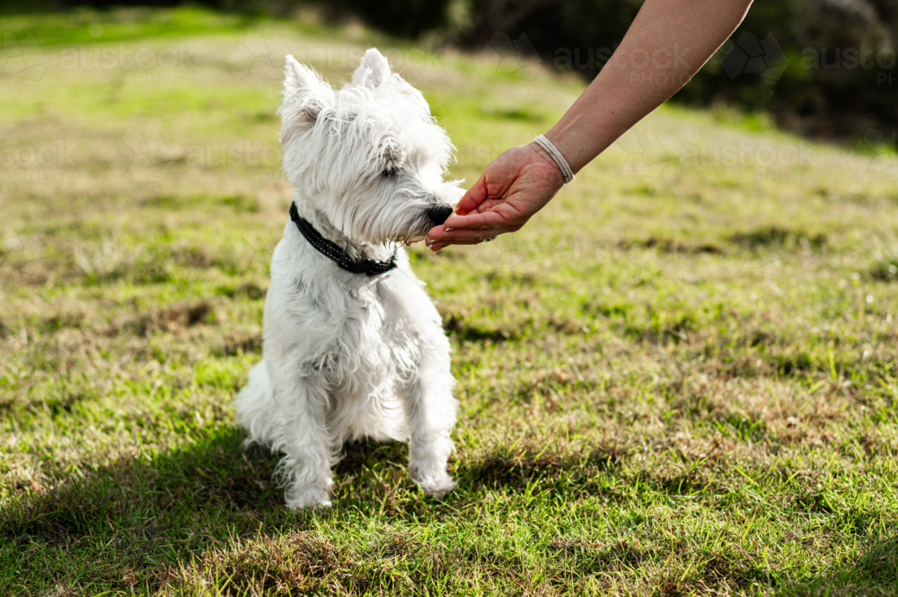 A person feeds a small white dog a treat while sitting on the grass in a park - Australian Stock Image