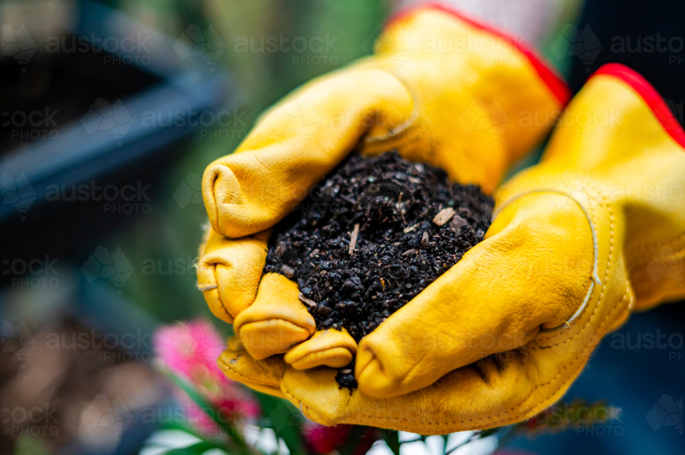 A person in yellow gloves holds dark soil, ready for planting in garden beds - Australian Stock Image