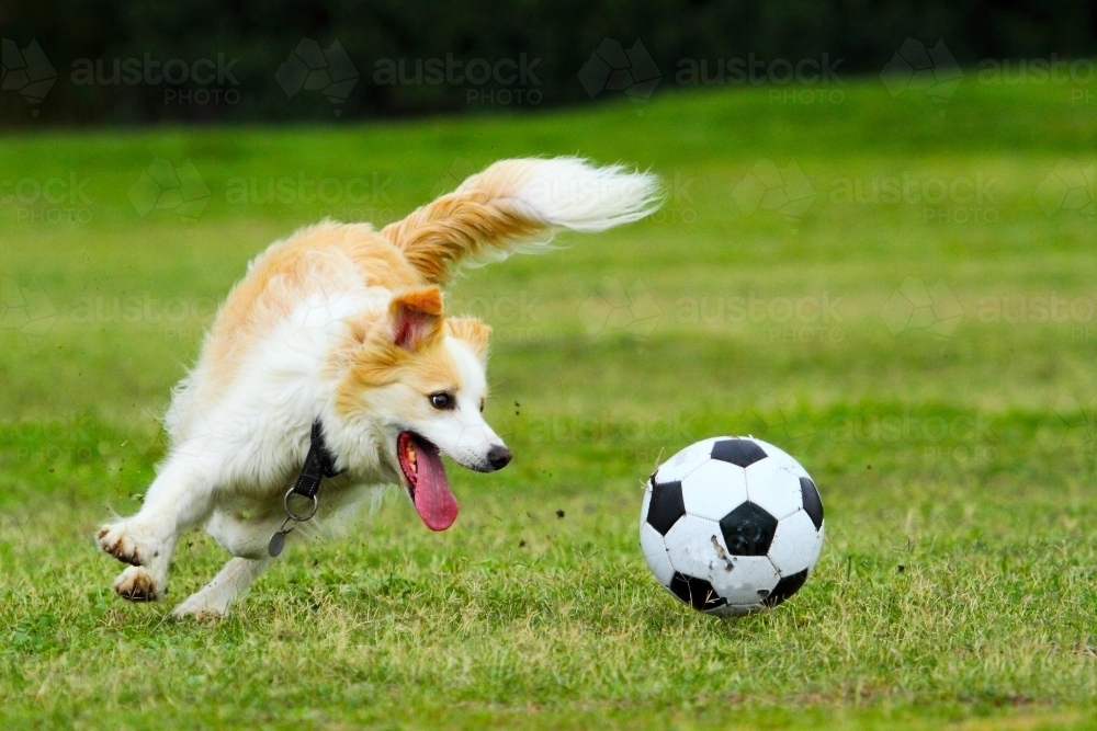 A pet dog playing with a soccer ball in an urban park in Coogee, Sydney, NSW - Australian Stock Image