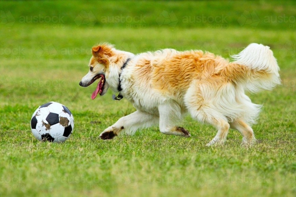 Image of A pet dog playing with a soccer ball in an urban park in