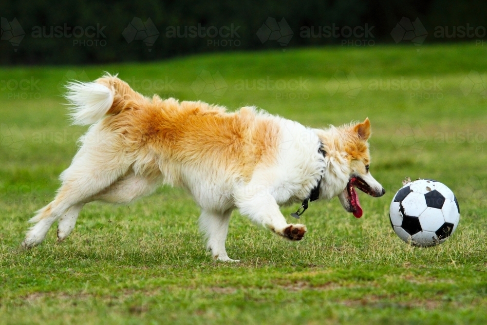 Image of A pet dog playing with a soccer ball in an urban park in