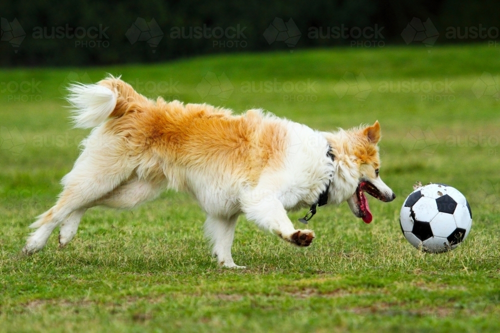 A pet dog playing with a soccer ball in an urban park in Coogee, Sydney, NSW - Australian Stock Image