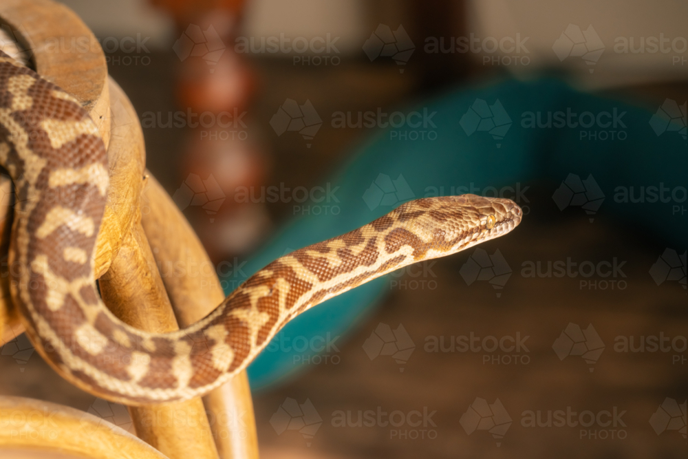 A pet Stimson Python exploring inside home - Australian Stock Image