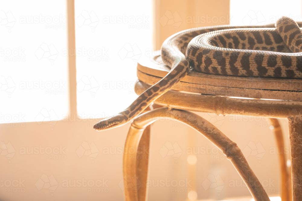 A pet Stimson Python on a stool in filtered sunlight inside a home - Australian Stock Image
