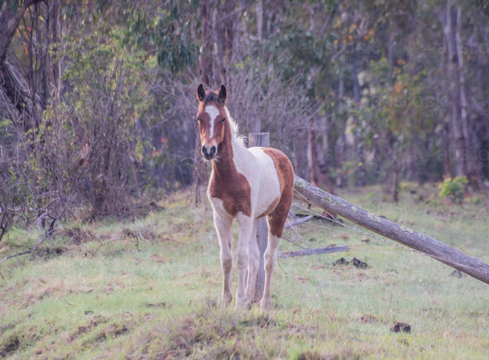 A piebald pony in a country field - Australian Stock Image
