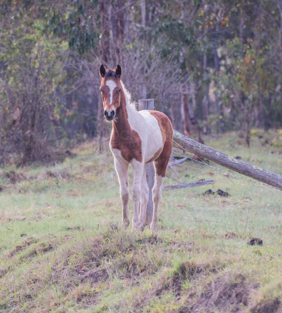 A piebald pony in a country field - Australian Stock Image