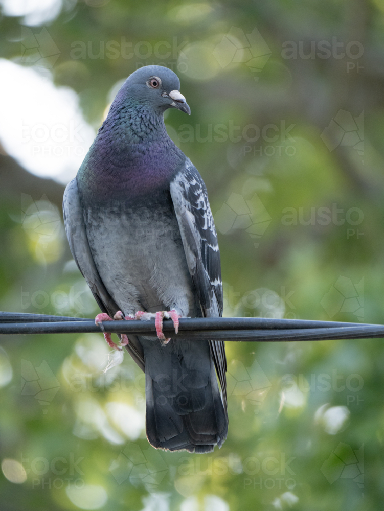 A pigeon (Columbidae) sitting on an electricity line in a suburban backyard - Australian Stock Image