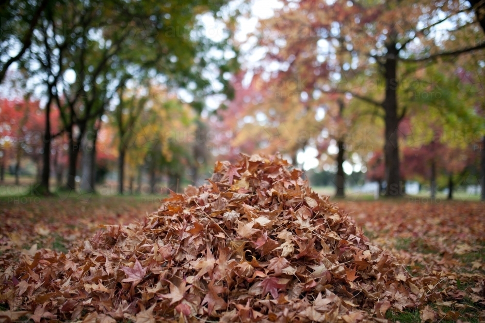 A pile of autumn leaves with an avenue of trees in the background - Australian Stock Image