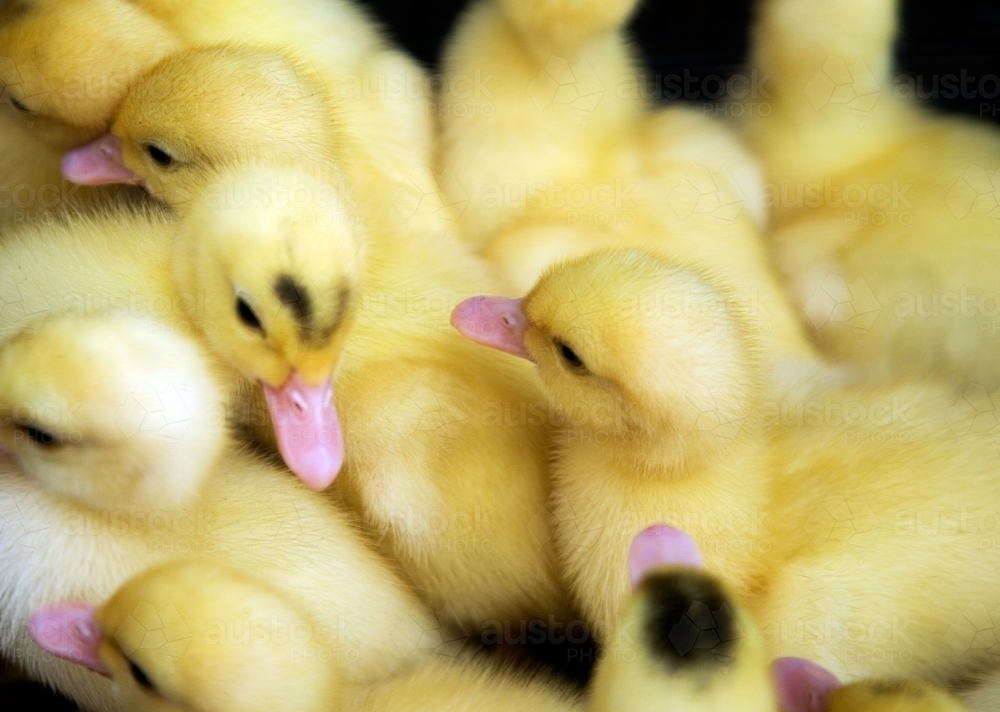 A pile of cute ducklings - Australian Stock Image