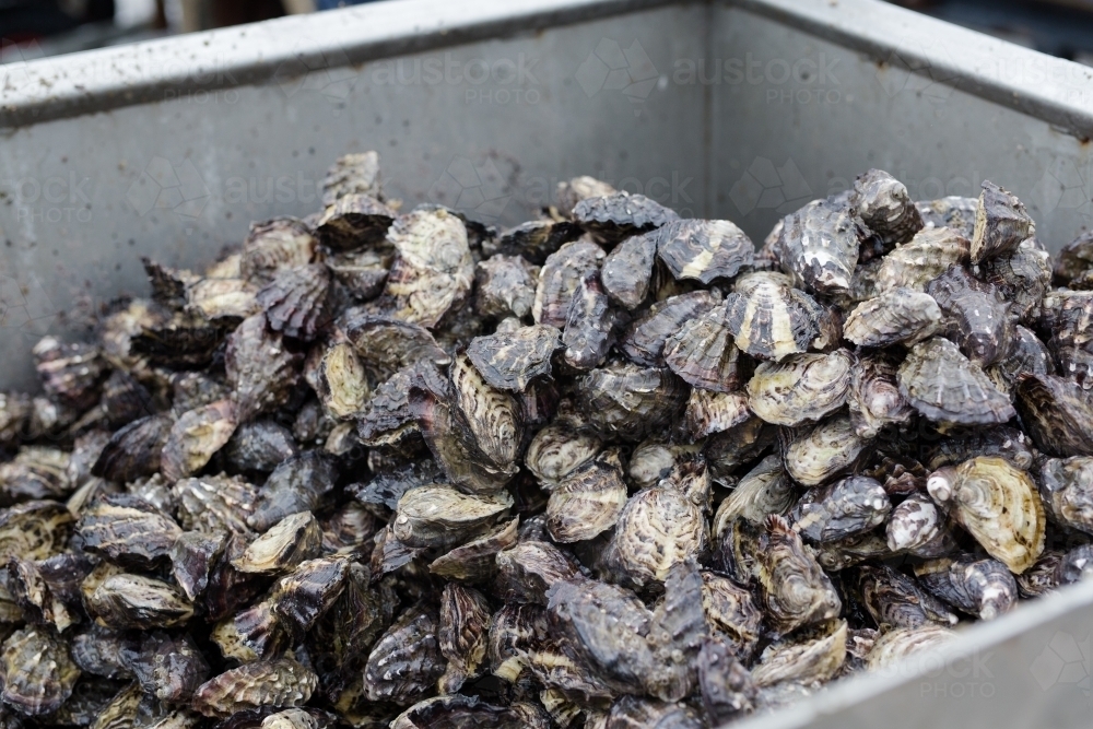 a  pile of fresh pacific oysters - Australian Stock Image