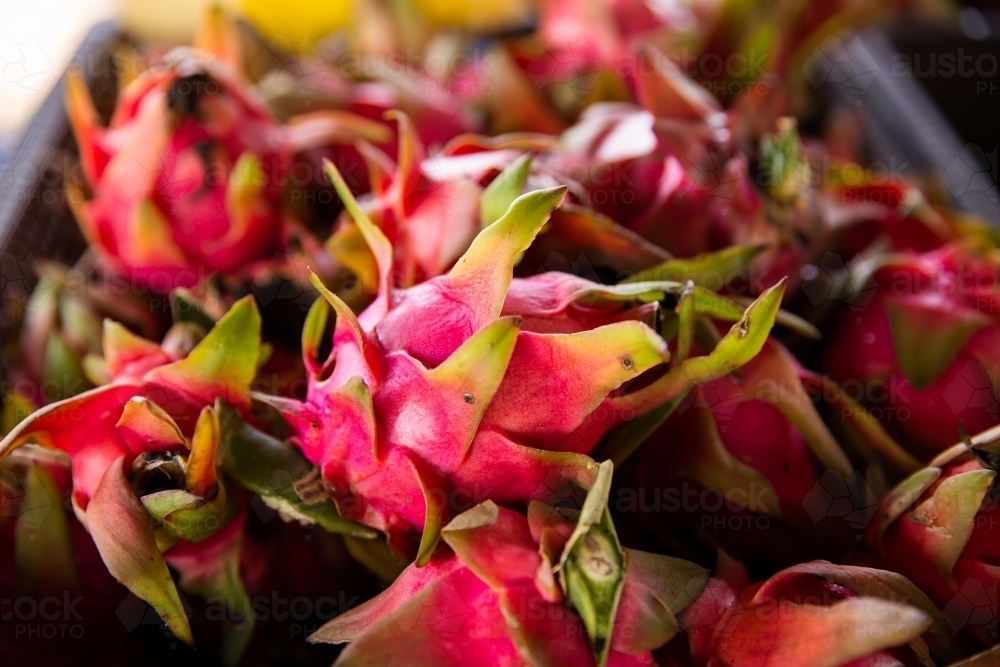a pile of fresh, ripe, red dragonfruit - Australian Stock Image