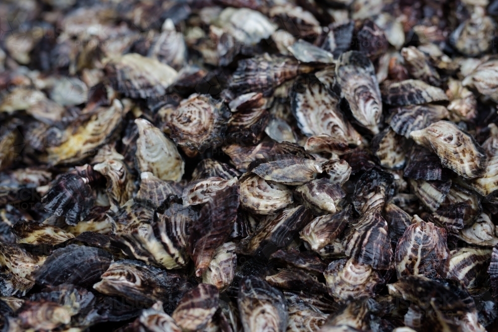 a pile of small fresh pacific oysters - Australian Stock Image