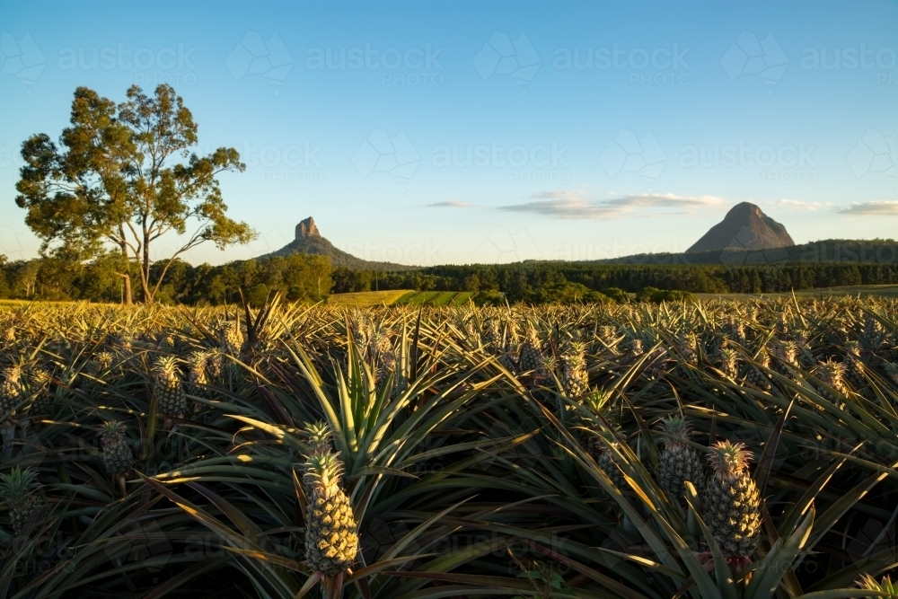 A pineapple plantation in front of the Glasshouse Mountains on the Sunshine Coast, QLD. - Australian Stock Image