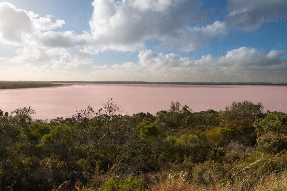 a pink lake in Western Australia - Australian Stock Image