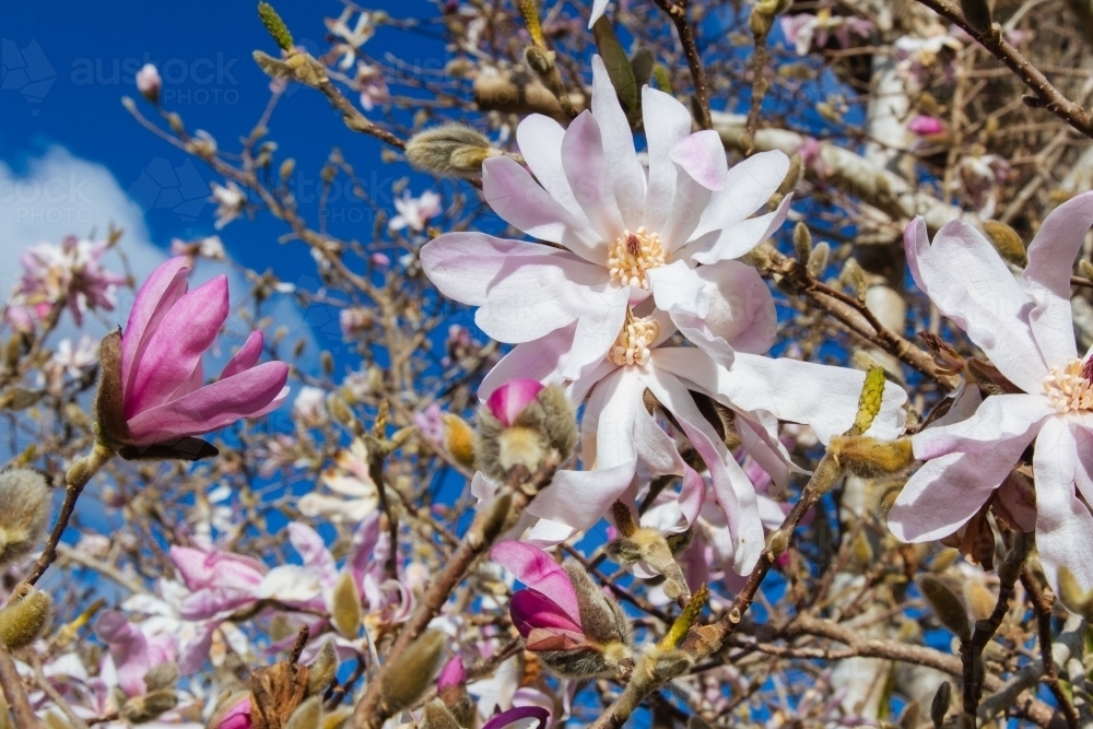 A pink magnolia with spring flowers against a blue sky - Australian Stock Image