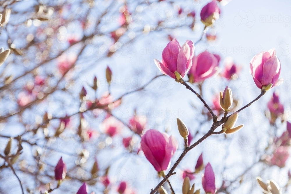 A pink magnolia with winter flowers against a blue sky - Australian Stock Image