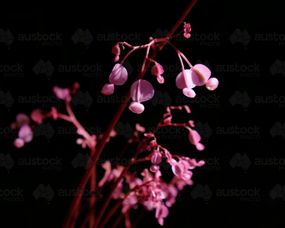 A pink plant in front of a black background - Australian Stock Image