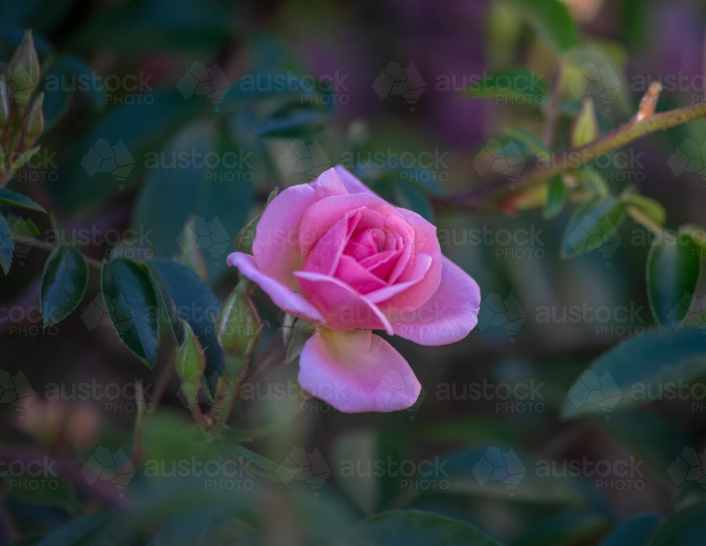 A pink rose in a country garden - Australian Stock Image