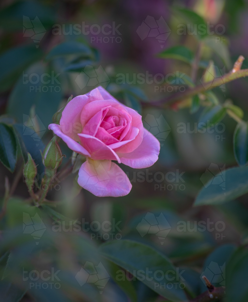 A pink rose in a country garden - Australian Stock Image